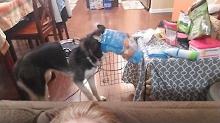 Husky Steals Treats