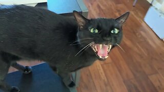 an ANGRY clinton; you won't BELIEVE this cat's clickbait potential! (this is total clickbait)