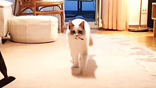 Ragdoll cat thinks he's a dog, loves playing fetch
