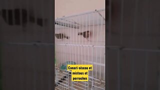 Canari-oiseau et mistou et perruche