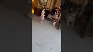 Doggy goes nuts playing with kid’s bouble