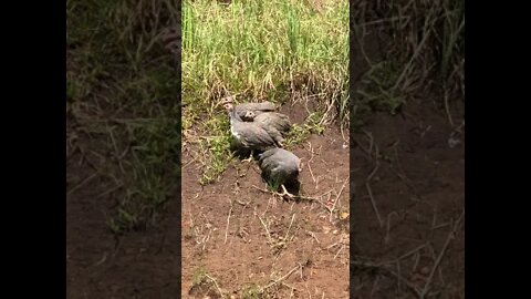 Guinea fowl keet watching for predators