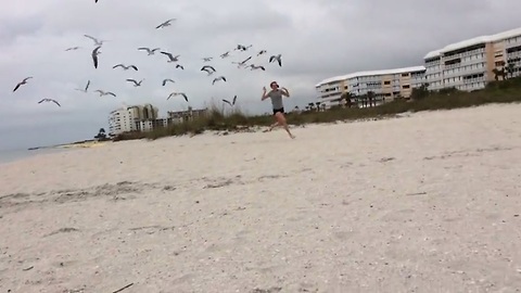9 reasons why you shouldn't mess with seagulls