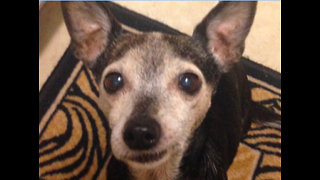 Senior Chihuahua impressively learns new trick