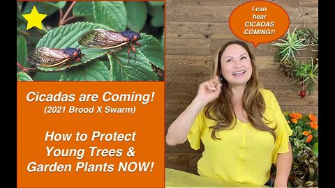 CICADAS ARE COMING! Brood X (10) Cicada Swarm 2021 🐛 How To PROTECT YOUR TREES NOW! Shirley Bovshow