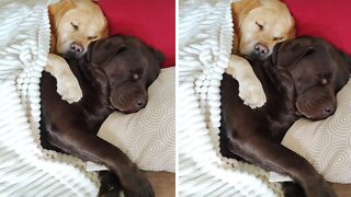 Labradors adorably cuddle each other for nap time