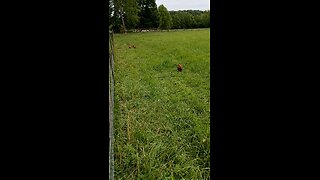 The sound of happy pasture pigs