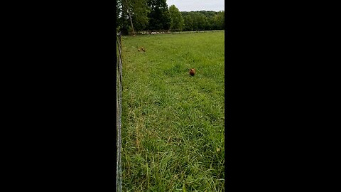 The sound of happy pasture pigs