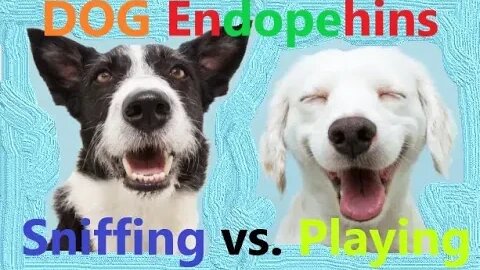 DOG Endorphins DIY | Straight Dope | Sniffing | Scent vs. Playing | Happy Brain Chemicals Part 1