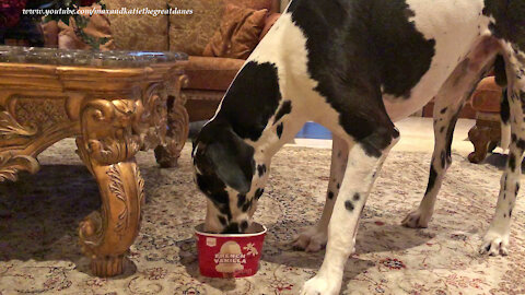 Great Dane Loves To Clean Out The Vanilla Ice Cream Tub