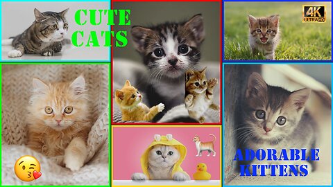 Cute Cats 😘 | Tiny Adorable and Funny Kittens Compilation 🐈