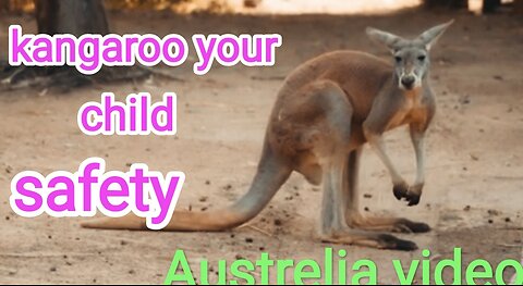 All about kangaroos ! for kids kangaroos! fact for children!!