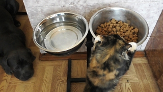 Cat and dog bowl