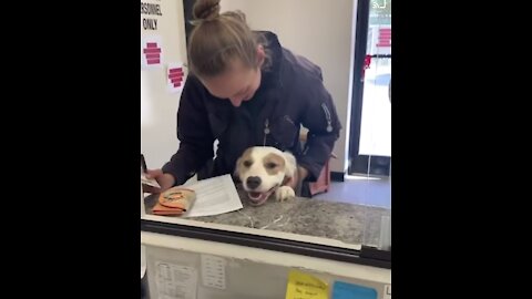 The smile on her face after getting adopted