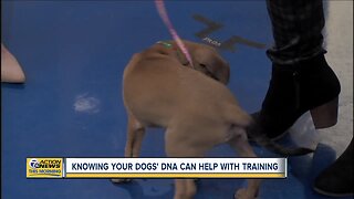 Benefits of testing your dog's DNA