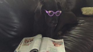A Black Labrador Dog Wears Glasses And Sits On A Couch With A Magazine