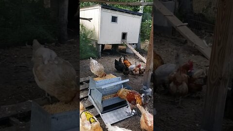 Hungry Hungry Chickens #chickens #backyardchickens #chickenshorts