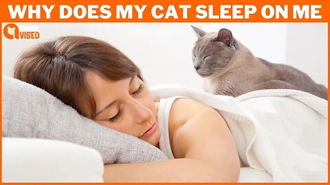 Why Does My Cat Sleep on Me? 5 Surprising Reasons Revealed! | Animal Vised