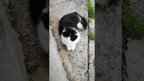 Neighbor Cat Brings a Gift As a Thank You For Feeding Her