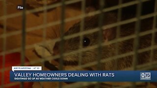Valley homeowners dealing with rats