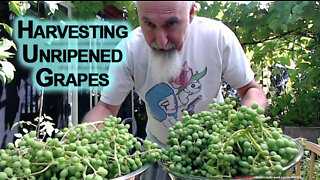 Harvesting Unripened Grapes and How To Use Them When Cooking Foods [ASMR, Patio Garden]