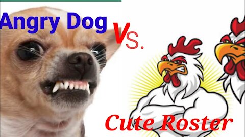angry chicken vs Dog do you Know what happens?