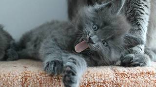 Overly Affectionate Feline Rubs Against Crawling Toddler