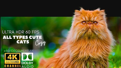 Cozy Relax Jazz Music All Types Cute Cats 4K Ultra HD - cute cats compilation | 4k ultra hd 60fps