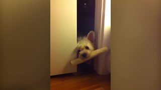 Frustrated pug can't fit stick through door