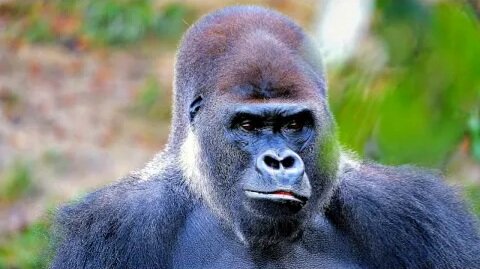 4k Funny animals in 1 minute / silverback gorilla, This guy, seems to be angry gorilla
