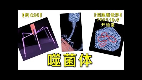 【科020】噬菌体20211006【悟里看世界】