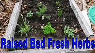 Raised Bed Herbs Garden