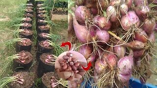 cukup 20 siung bawang anda tidak akan kekurangan stok bawang merah di rumah