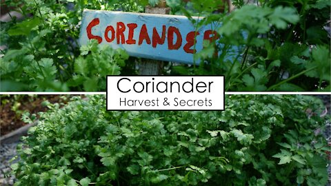 The Secret to Planting & Harvesting Lush Coriander
