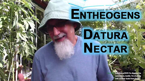 Entheogens: Datura Nectar (Brugmansia, Angel's trumpet)