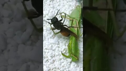 PRAYING MANTIS vs MURDER HORNET