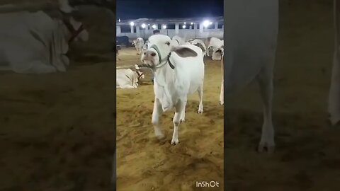 mandi vlog ✌ sharjeel cattle farm | mandi vlog 2k23 | tera baap aya | viral | ytshort