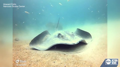 MUST SEE: Scuba divers swim with huge stingray