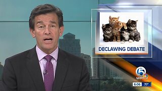 Florida bill would ban declawing cats
