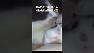 HAMSTER HAS A HEART ATTACK😂