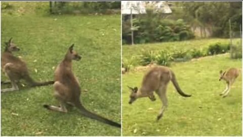 Søt kangurubaby besøker denne familiens hage