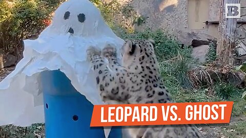 WHO YOU GONNA CALL? Fearless Snow Leopard Takes on Ghost at Boise Zoo Halloween Celebration