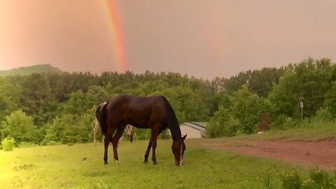 Surreal Scene As Horse Grazes Underneath Rainbow