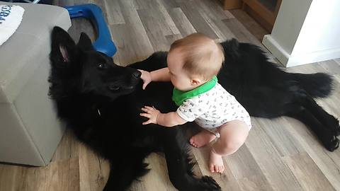 Patient dog plays with overly-attached baby