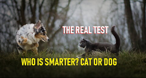 Pets. Who is smarter?