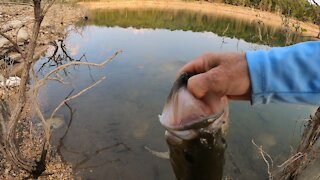 Big Bass Crushes My Topwater Bait