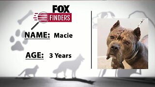 FOX Finders Pet Finder - Macie