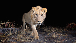 Hidden Camera-trap Captures Rare Pictures Of Elusive African Animals