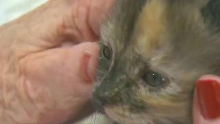 Orphan Kittens Help at Assisted Living Home