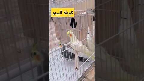 كوبلا ألبينو كيوت روعة